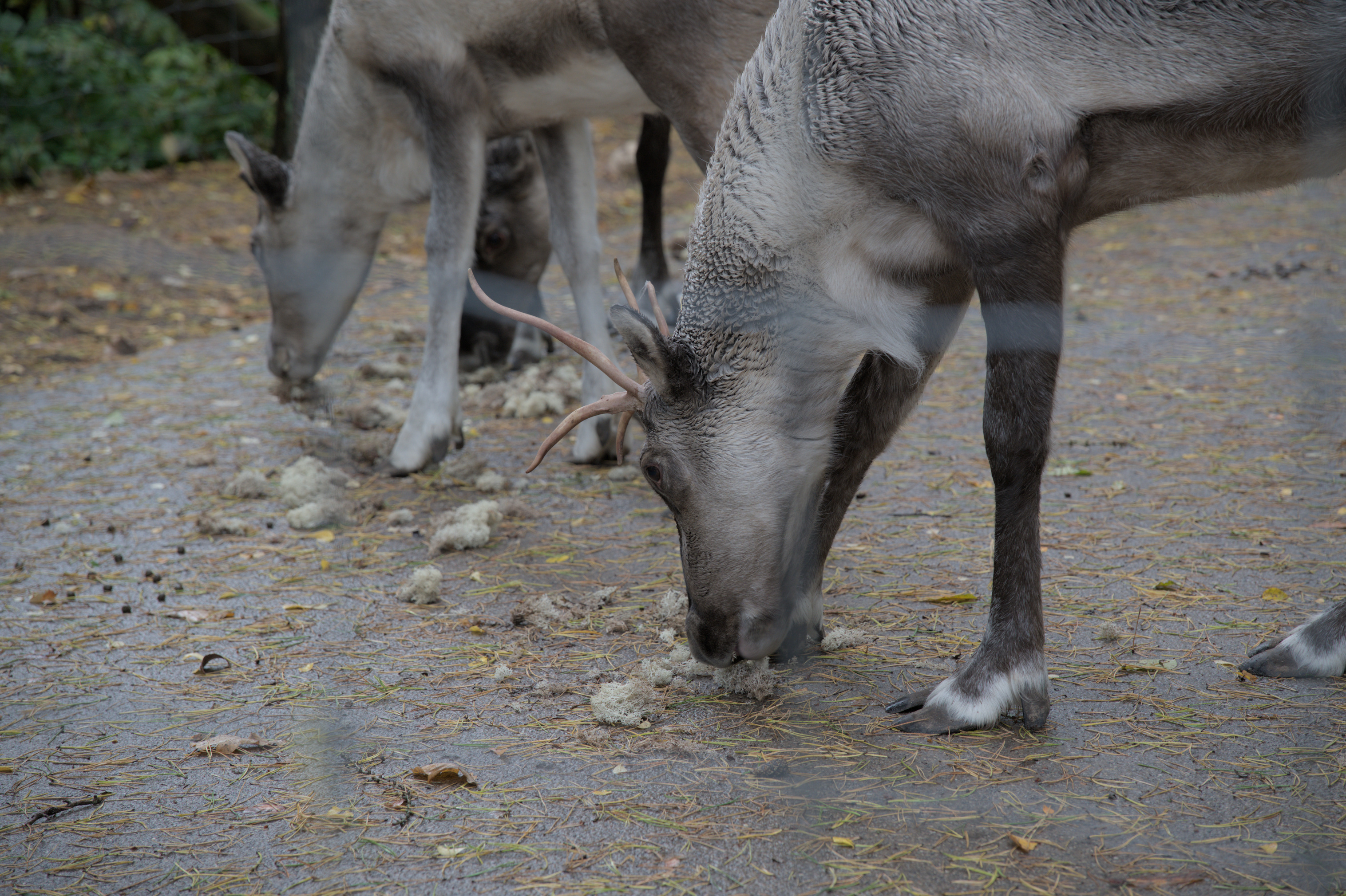 2025/10/12 - zoo/DSC_0084.jpg
